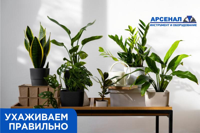 Фикусы в вашем доме: правила ухода, частые ошибки и полезные советы