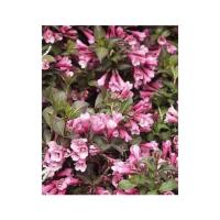 вейглааааааа