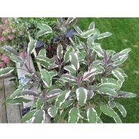 Ива пепельная Триколор фото