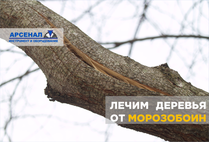 Последствия зимы: морозобоины на деревьях