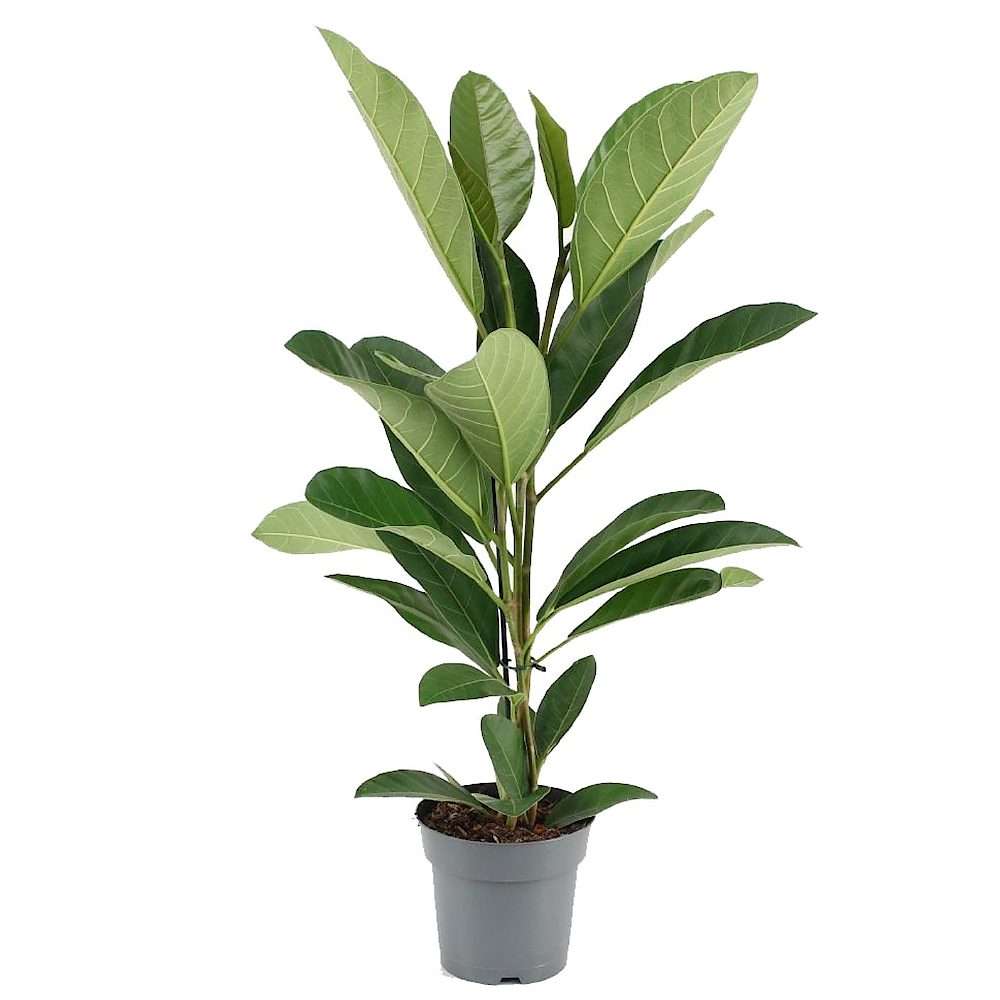 Фикус бенгальский