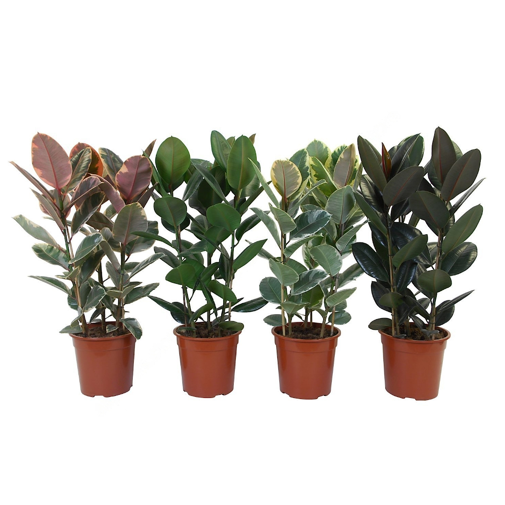 Фикус каучуконосный 