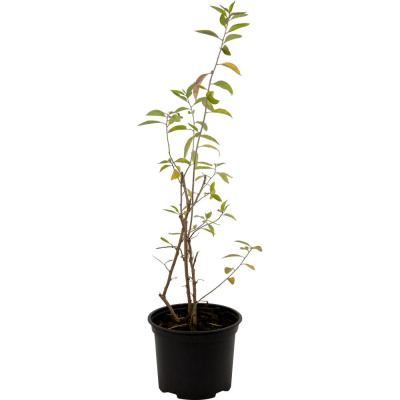 Годжи Нью Биг (С2)