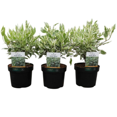 Дерен бел. Ivory Halo с3 30-50