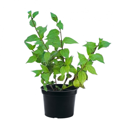 Чубушник махровый с5 80-100