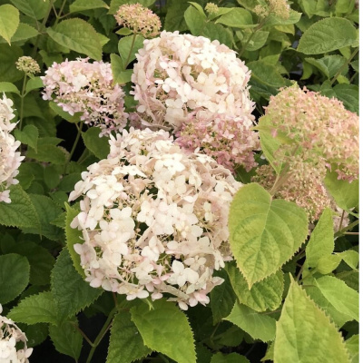 Гортензия древовидная Кандибел Маршмеллоу (С3)