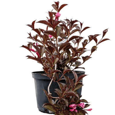 Вейгела цвет. Alexandra с5 40-60