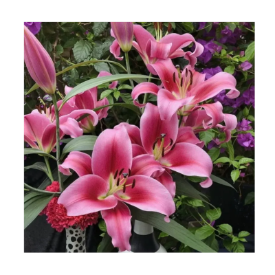 Лилия ОТ-гибрид Далиан 14-16/К 2шт