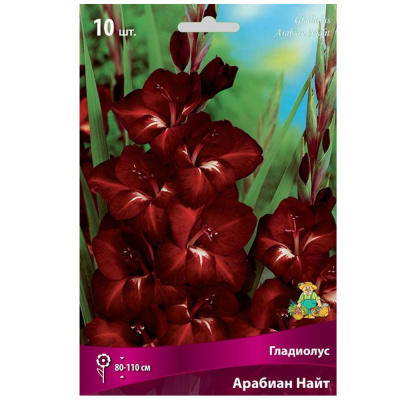 Гладиолус Арабиан Найт 10-12/К 10шт