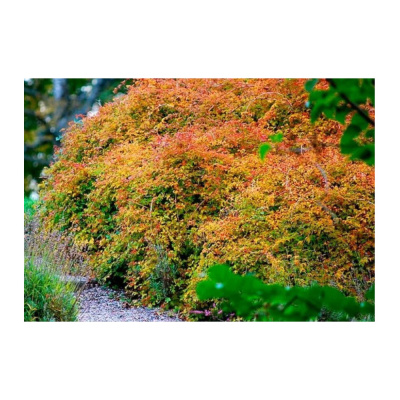 Стефанандра надрезаннолистная Криспа С3