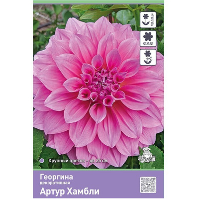 Георгина декоративная Артур Хамбли I/К