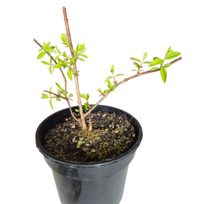 Гортензия мет. Panflora с3