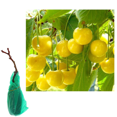 Черешня Приусадебная желтая/С