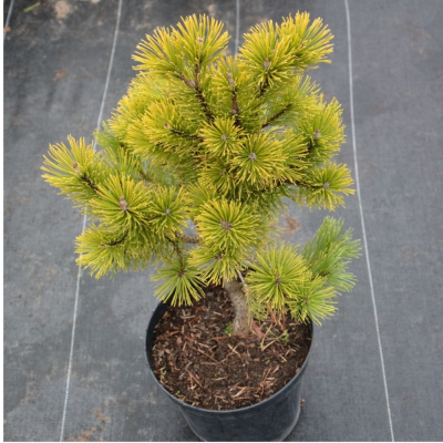 Сосна гор. Winter Gold с20 Ра120-140