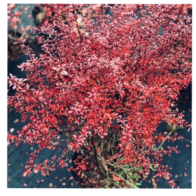 Барбарис Тун. Red Dream с7,5 40-60