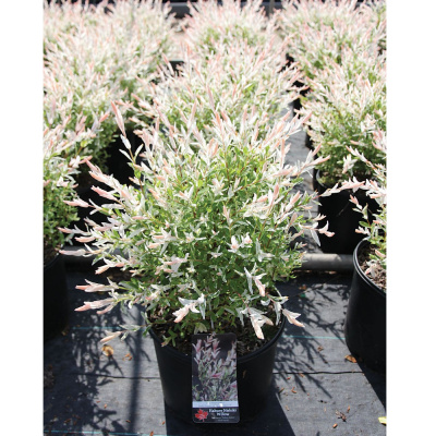 Ива цельнолистная Хакуро-Нишики С3