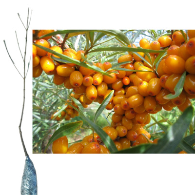 Облепиха самоплодная (П)