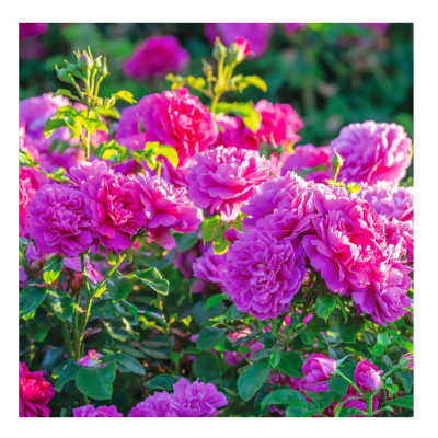 Роза английская парковая Принцесса Анна/ЦКорЛюкс