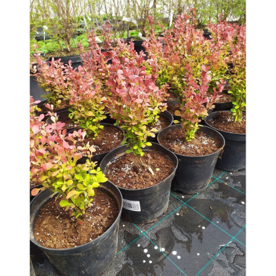 Барбарис Тунберга Наташа С2 20-30