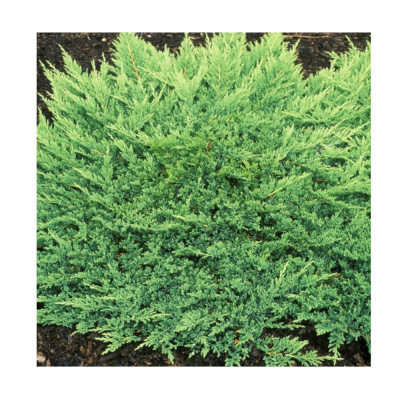 Можжевельник горизонтальный Принц Уэльский,С3,10-15