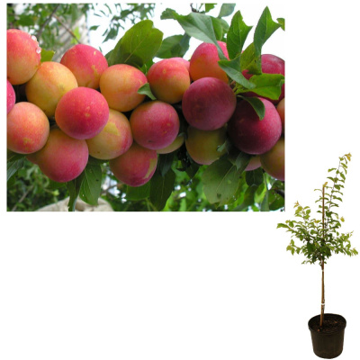 Слива Скороплодная/