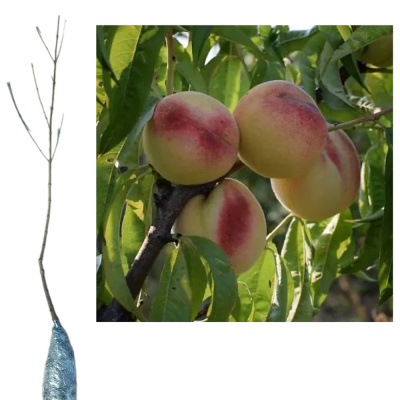 Персик Белый Лебедь 