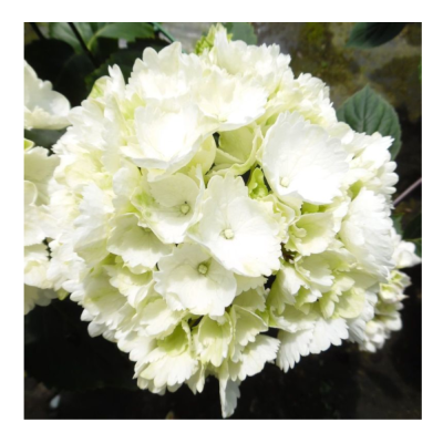 Гортензия крупнолистовая Шниебол/ЦКорЛюкс