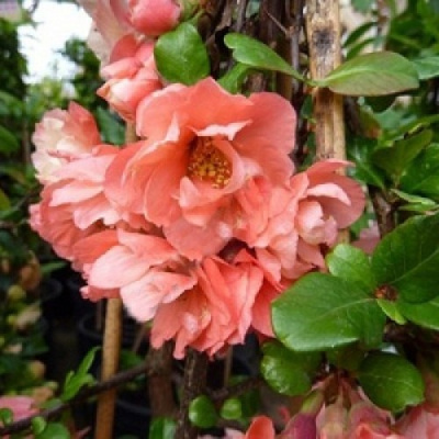 Айва (Хеномелес) красивая Фэлконет Скарлет (С2)				