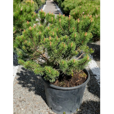 Сосна гор. Uncinata Nana Compacta с20 Ра120-140