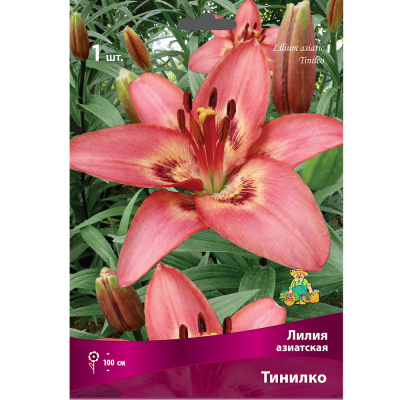 Лилия азиатская Тинилко 16-18/К 1шт