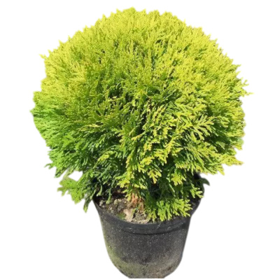 Туя зап. Mirjam с3/4 15-25