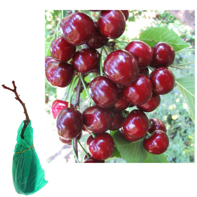 Черешня Тютчевка 2-х лет/клоновый подвой/С