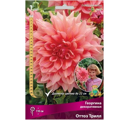 Георгина декоративная Оттоз Трилл I/К