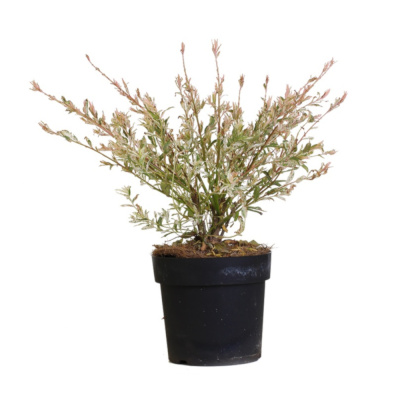 Ива цельнолистная Фламинго (П)