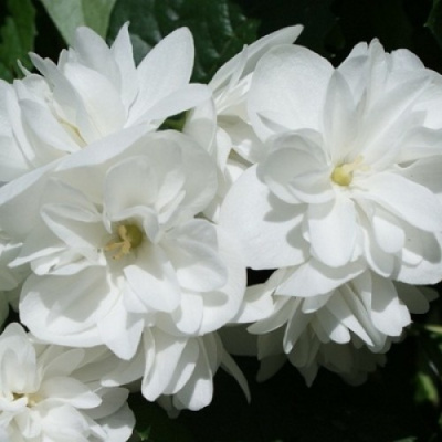 Жасмин садовый (Чубушник) Вёджинэл (С12 Н100-125)				