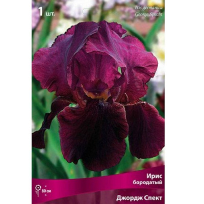 Ирис бородатый Джордж Спект/К