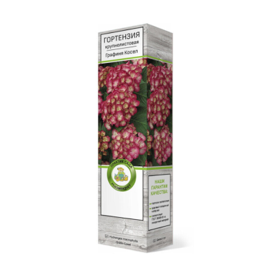 Гортензия крупнолистовая Графиня Косел/ЦКор