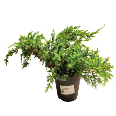 Можжевельник чешуйчатый Холгер 13/10