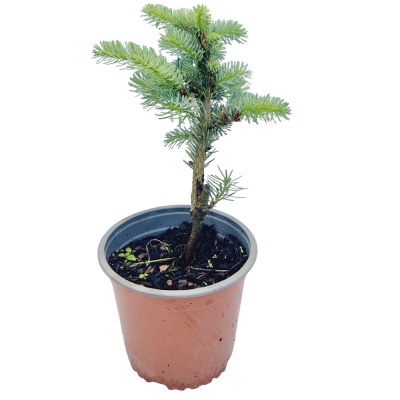 Пихта корейская Таня C8