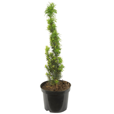 Тис ягодный Давид С11