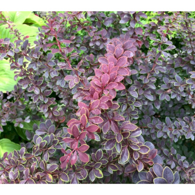 Барбарис Тунберга Голден Ринг (С2)