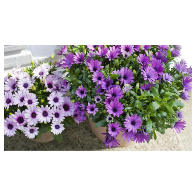 Остеоспермум