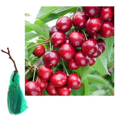 Черешня Свитхарт/С