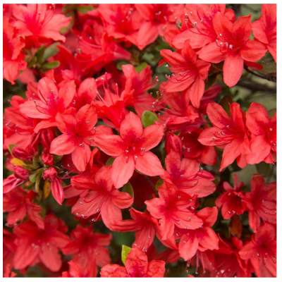 Азалия японская Эдди Вери/ЦКор