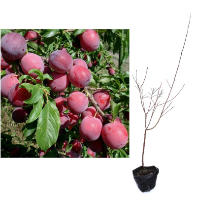 Слива Аленушка (П)