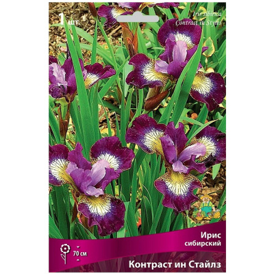 Ирис сибирский Контраст ин Стайлз/К