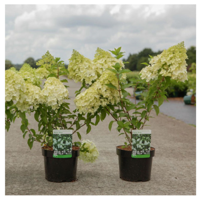 Гортензия метельчатая Полар Бир С3