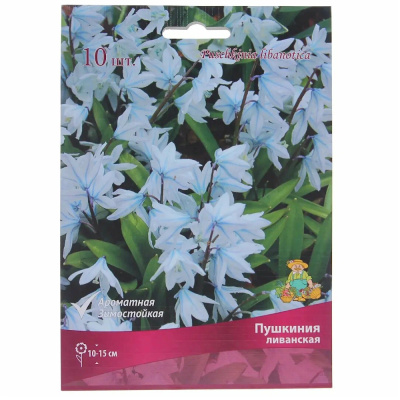 Пушкиния ливанская 6+/К 10шт