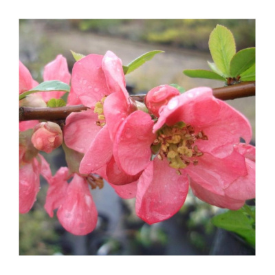 Айва (Хеномелес) великолепная Пинк Трейл (С2)