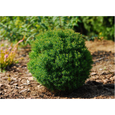 Туя зап Теди С3